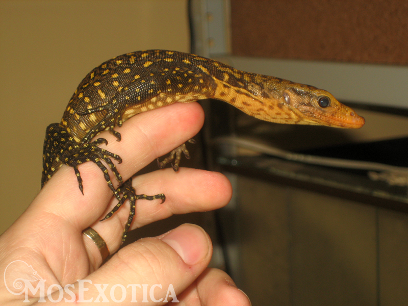 Varanus melinus