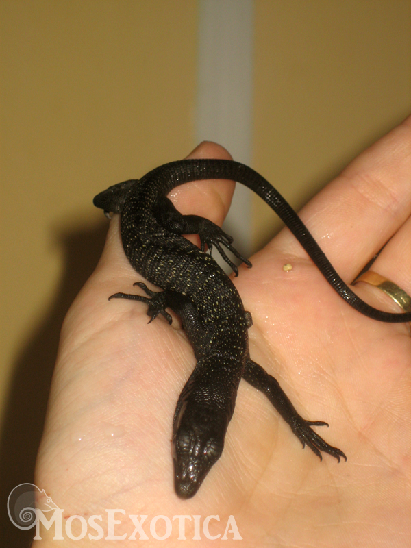 Varanus beccari baby