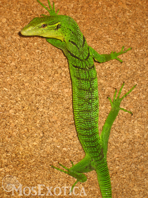 Varanus prasinus