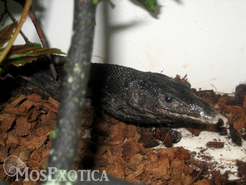 Varanus beccari adult