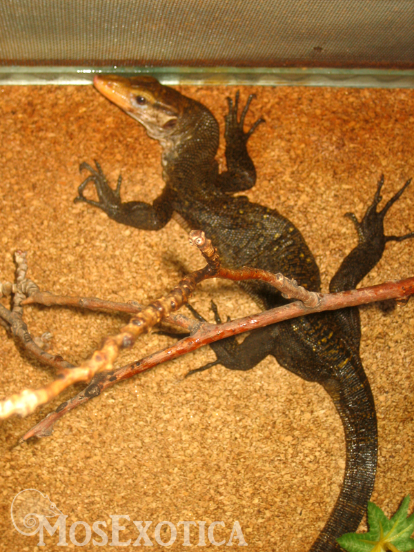 Varanus obor