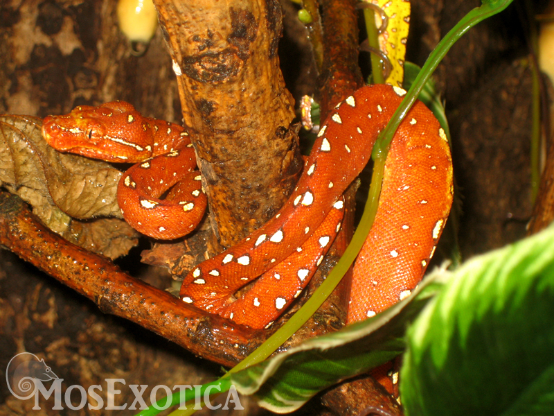 Morelia viridis Biak