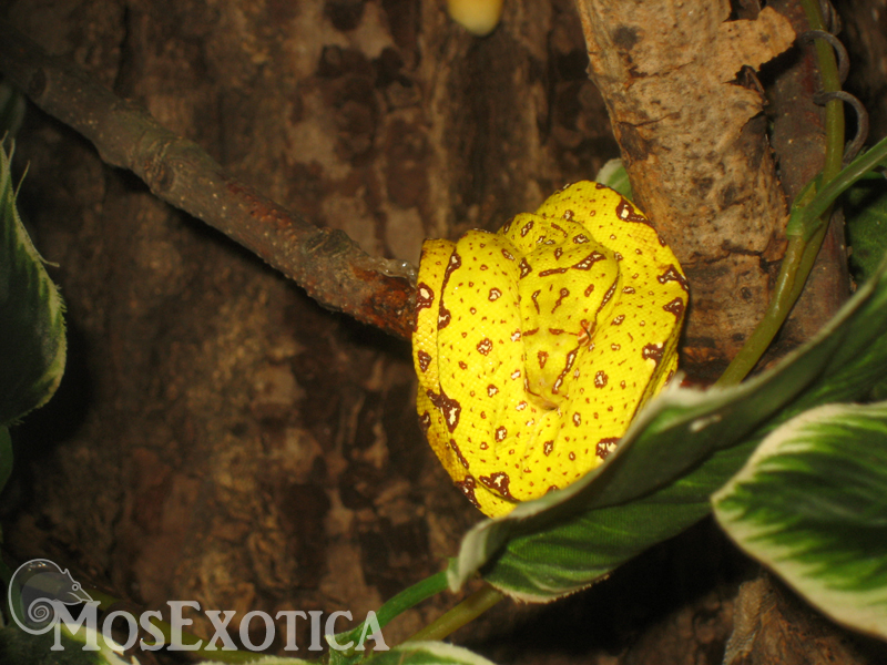 Morelia viridis Biak