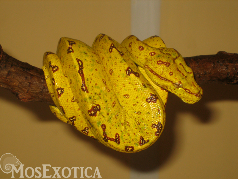 Morelia viridis Biak