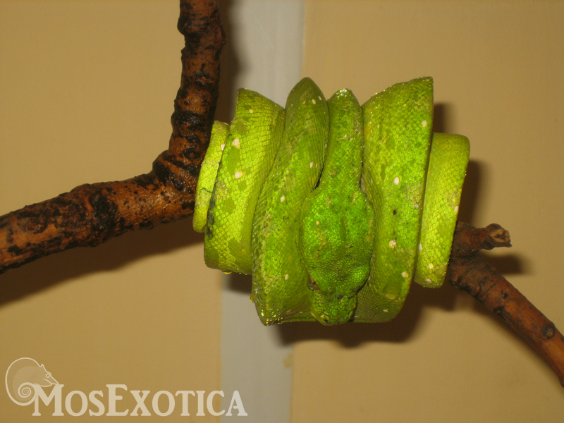 Morelia viridis Biak