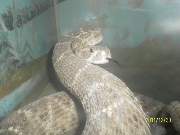 Crotalus