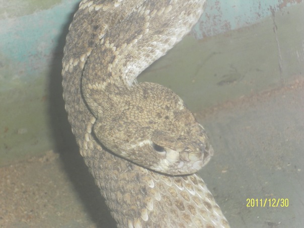 crotalus