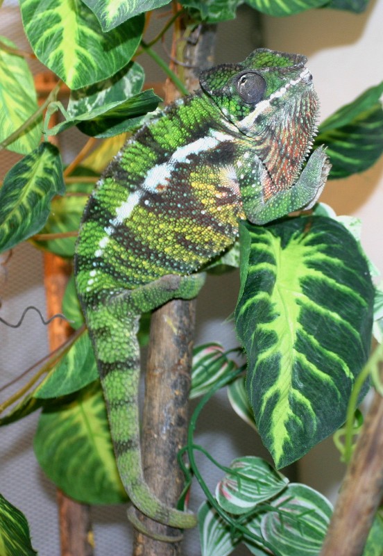 Furcifer pardalis Sambava1