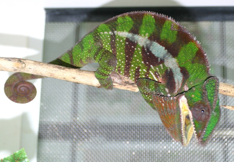 Furcifer pardalis Sambava2