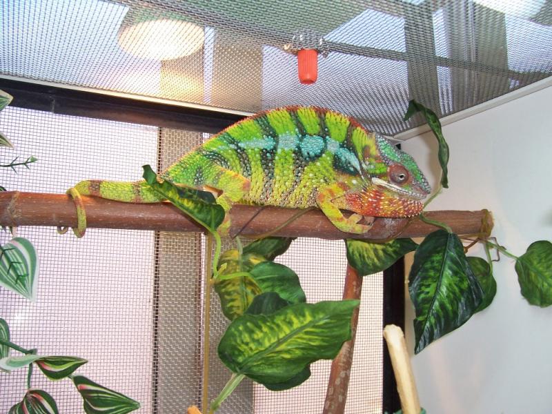 Furcifer pardalis Sambava3