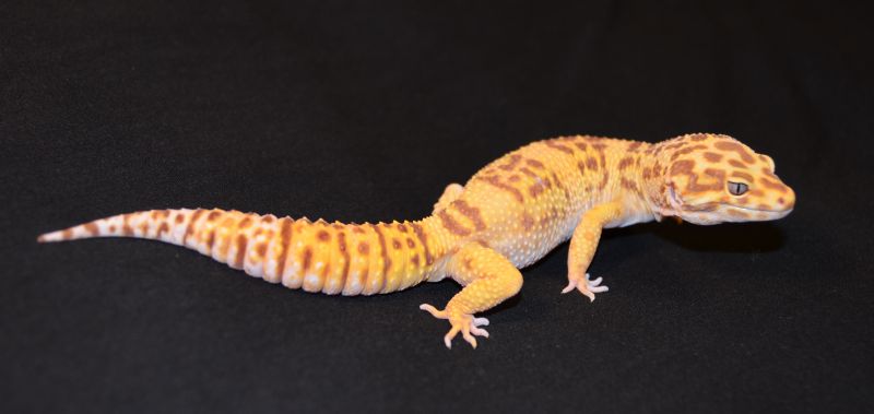 Tangerine TA 100% het RAPTOR