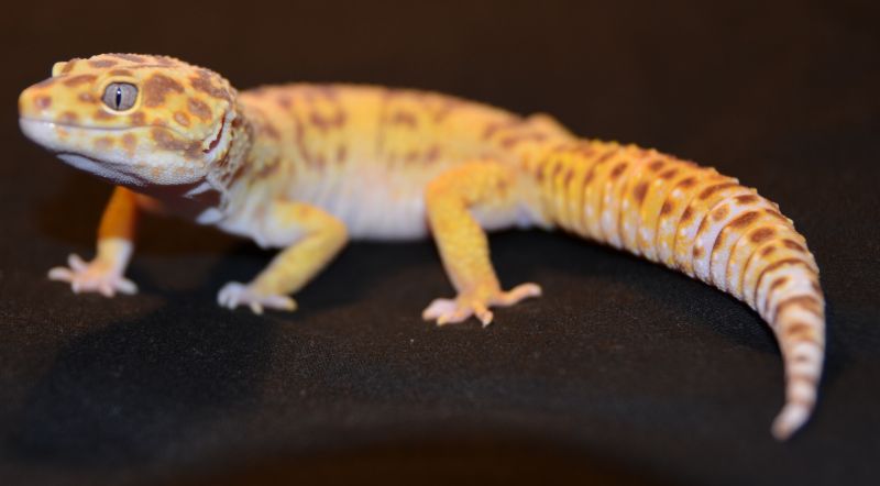 Tangerine TA 100% het RAPTOR