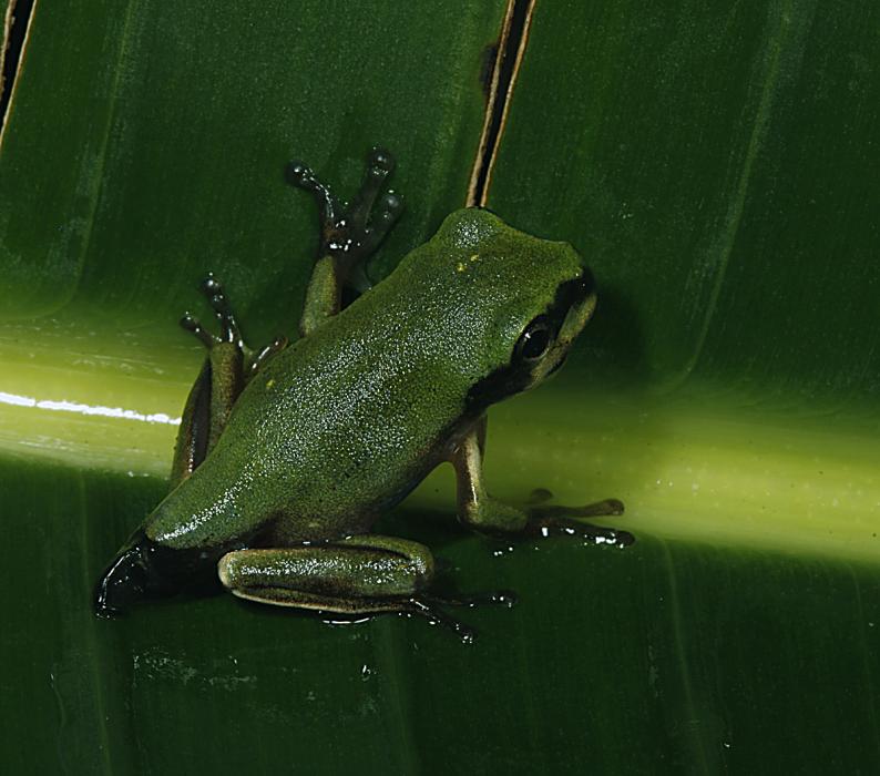 Litoria caerulea