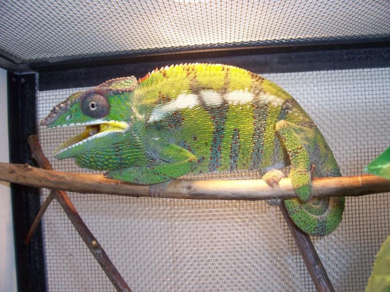 Furcifer pardalis male1