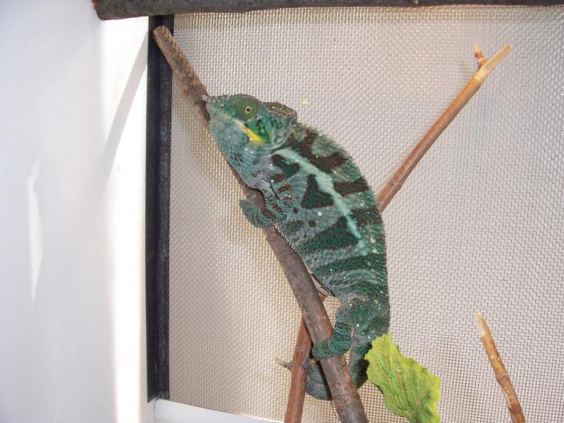 Furcifer pardalis male2