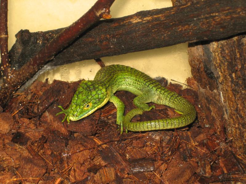 Abronia graminea