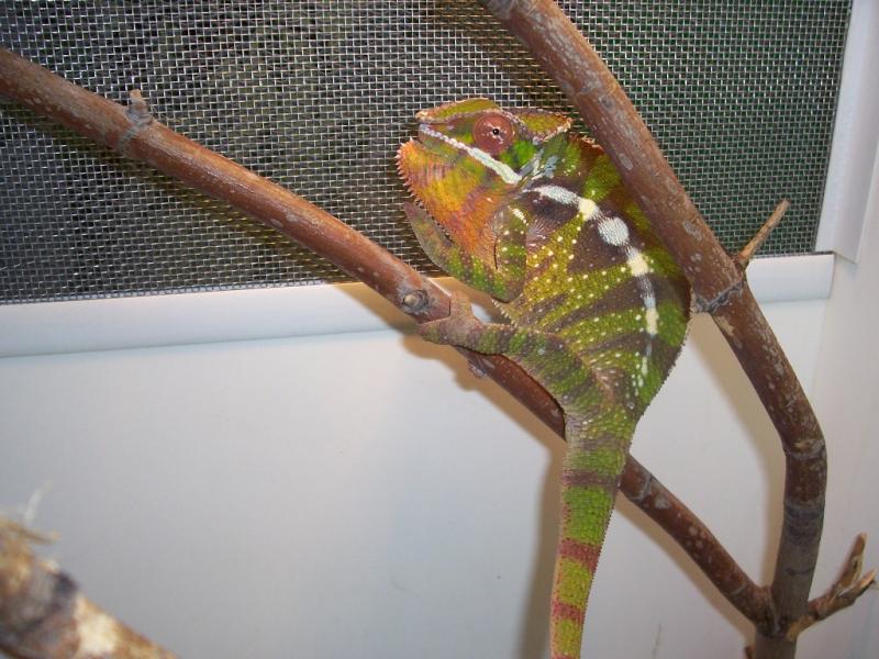 Furcifer pardalis male14