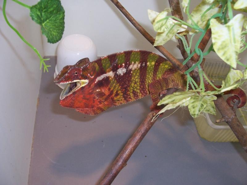 Furcifer pardalis male16