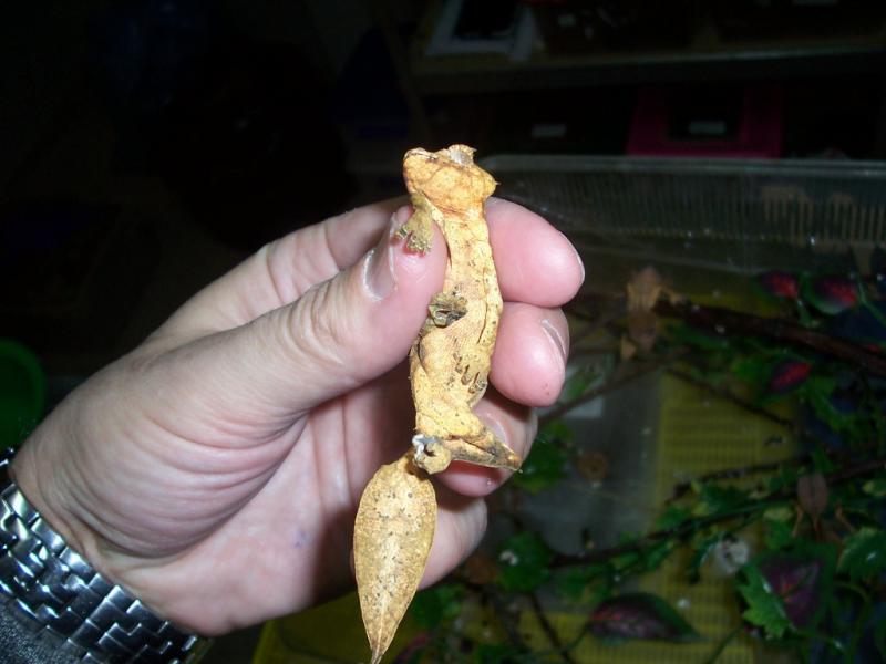 Uroplatus phantasticus13