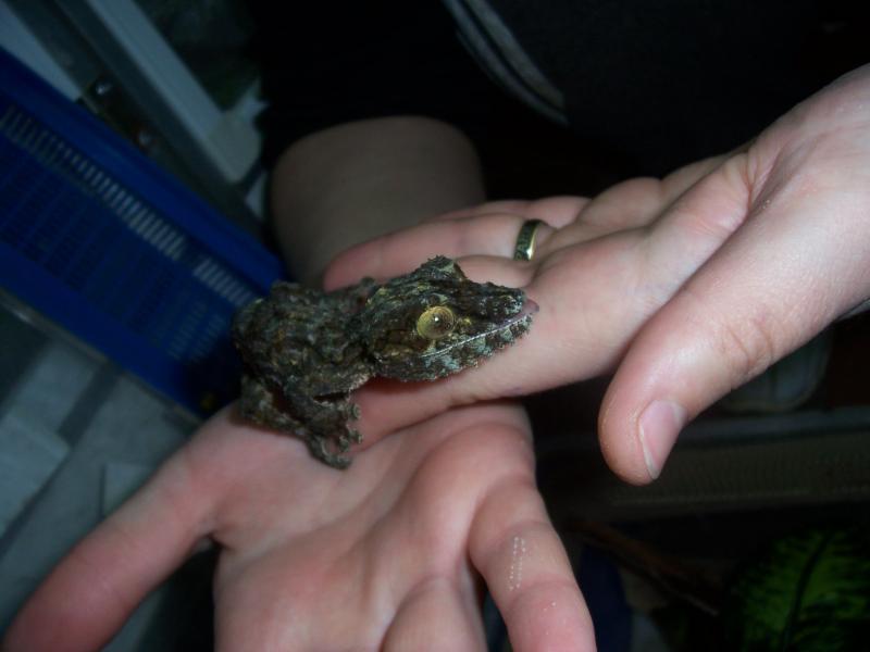 Uroplatus sikorae12