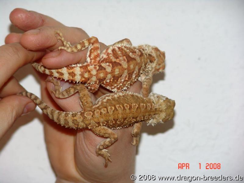 Color Pogona henrylawsoni