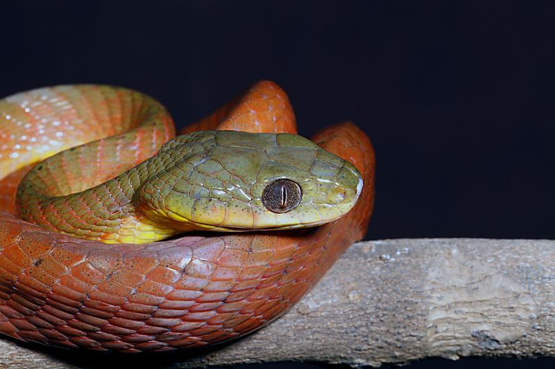 Boiga nigriceps