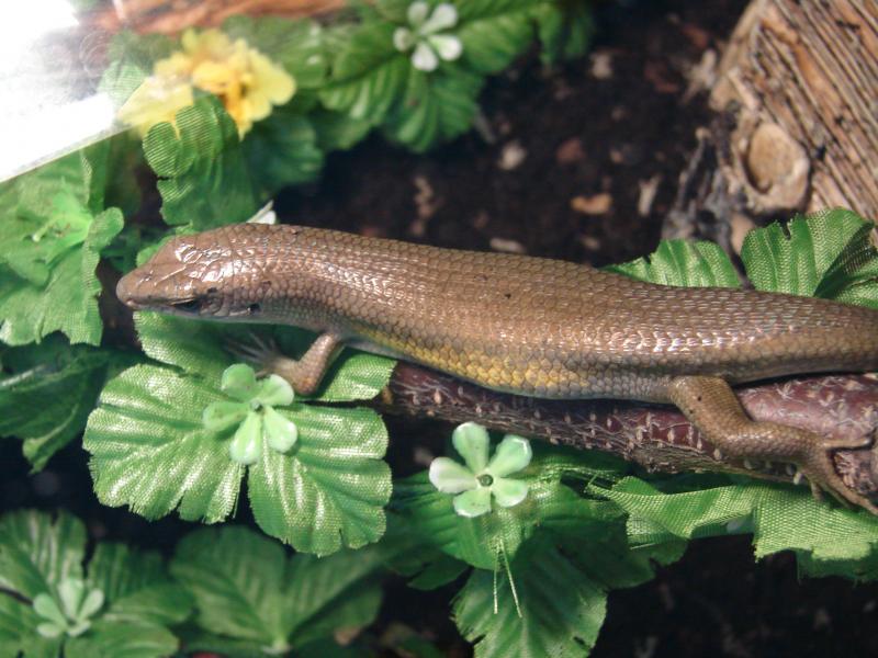 Mabuya multifasciata