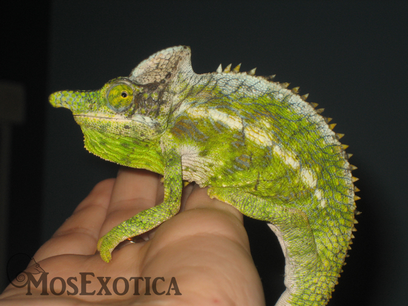 Furcifer antimena