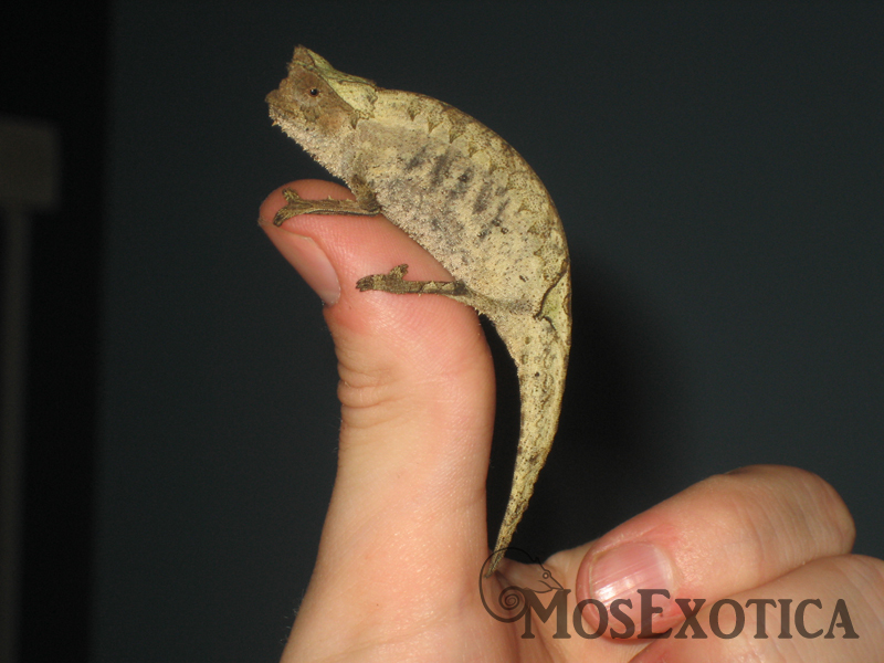 Brookesia superciliaris