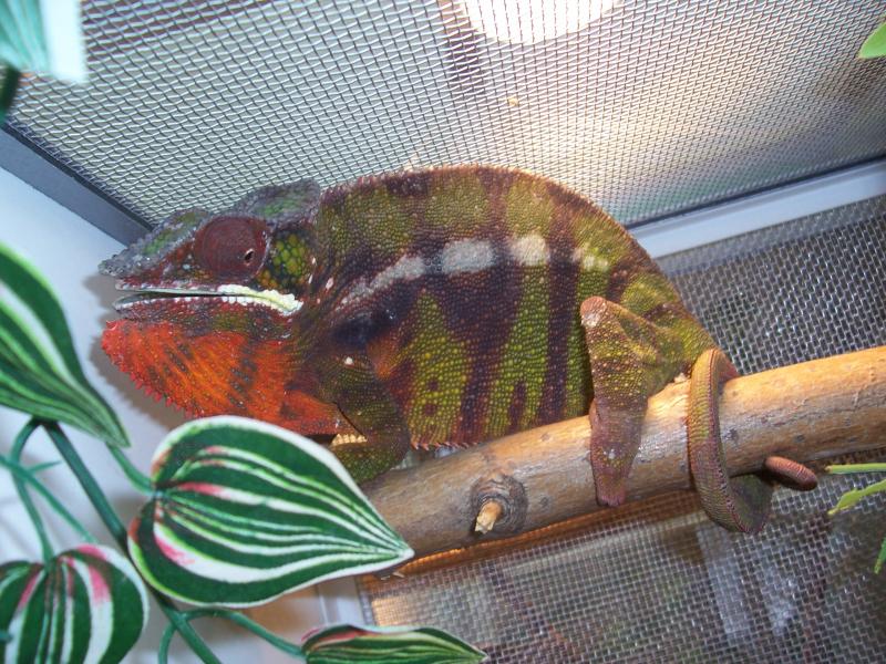 Furcifer pardalis Sambava1