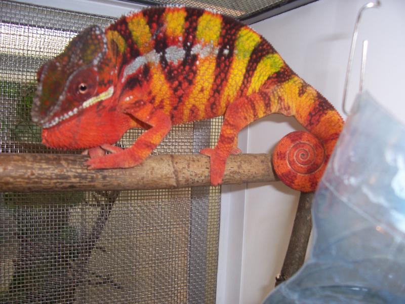 Furcifer pardalis Sambava2