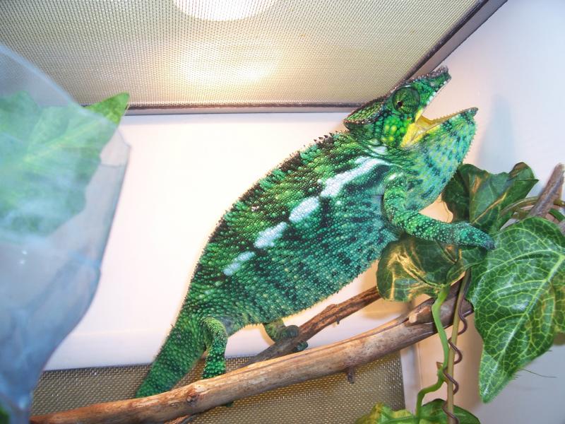 Furcifer pardalis Nosy Be1