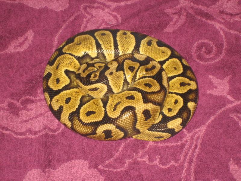 Python regius Pastel