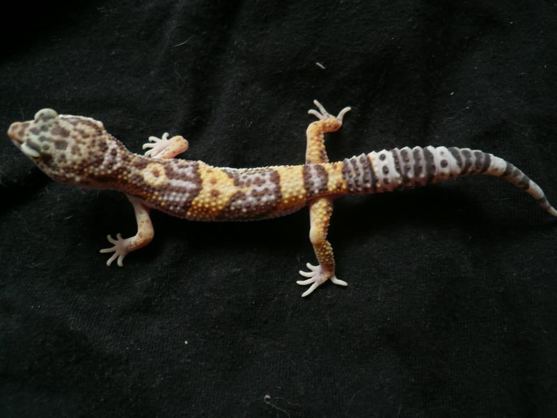 Tremper Albino