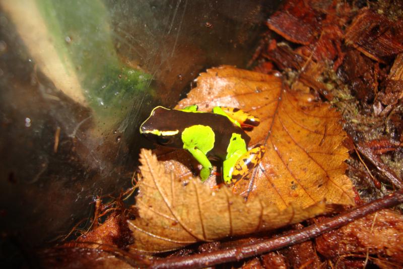 Mantella baroni