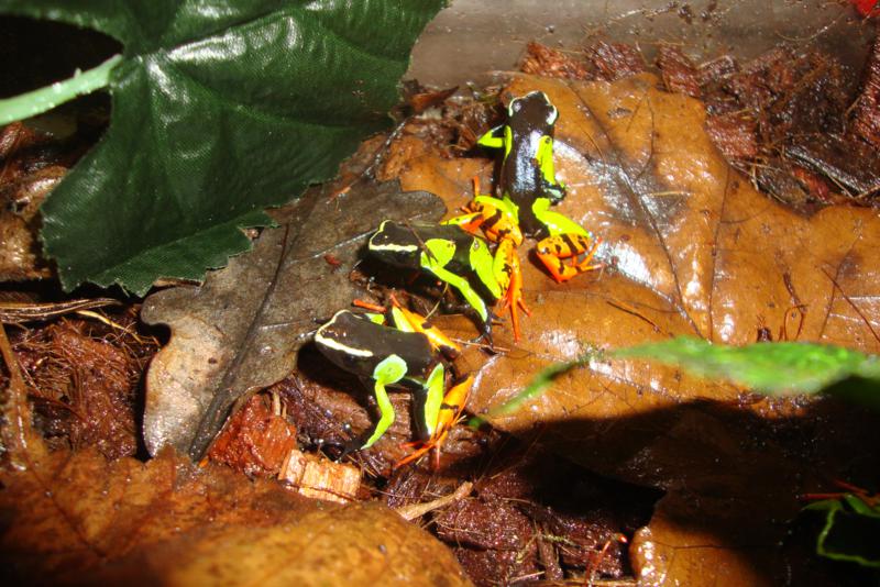 Mantella baroni