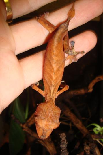 Uroplatus ebenaui