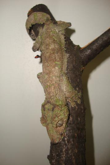 Uroplatus sikorae