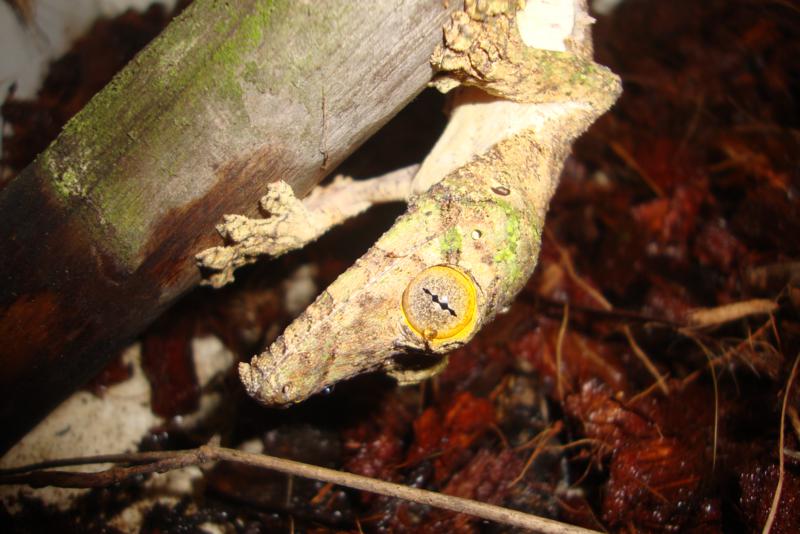 Uroplatus sameiti