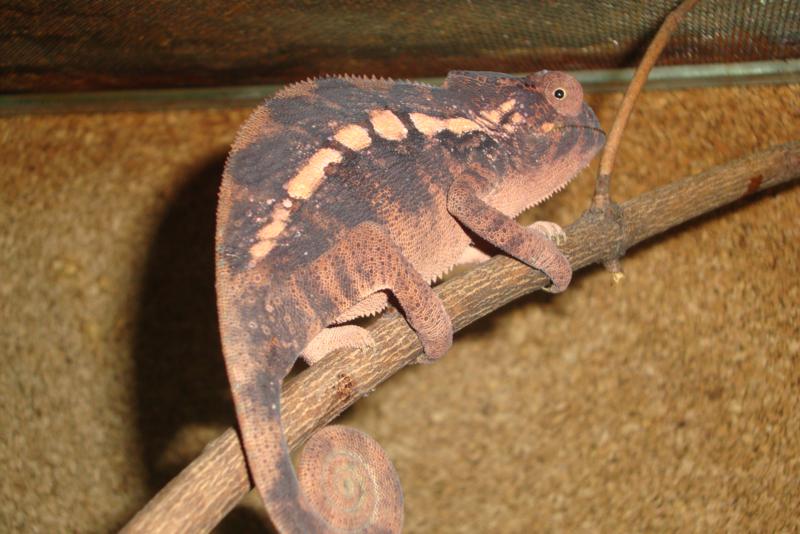 Furcifer pardalis female