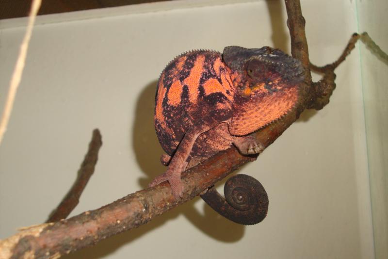 Furcifer pardalis female