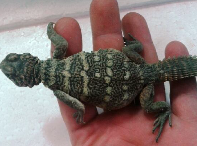 Uromastyx benti