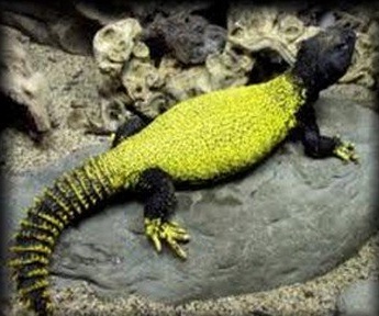 Uromastyx dispar maliensis