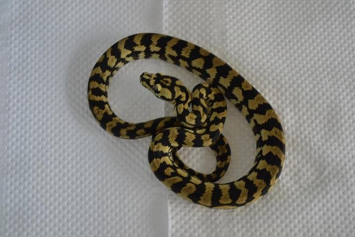 Morelia spilota cheynei high yellow