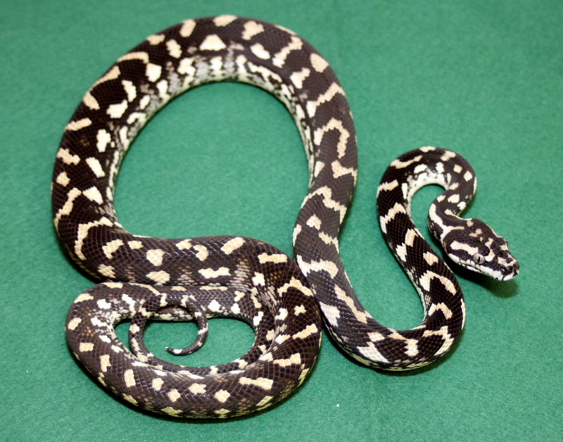 Morelia spilota cheynei black & white