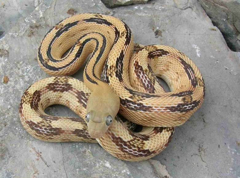 Bogertophis subocularis subocularis