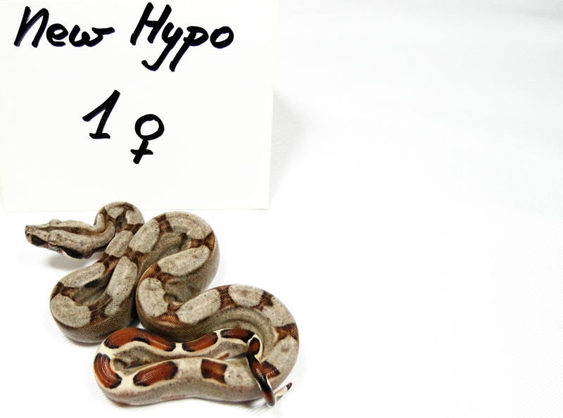 new-hypo