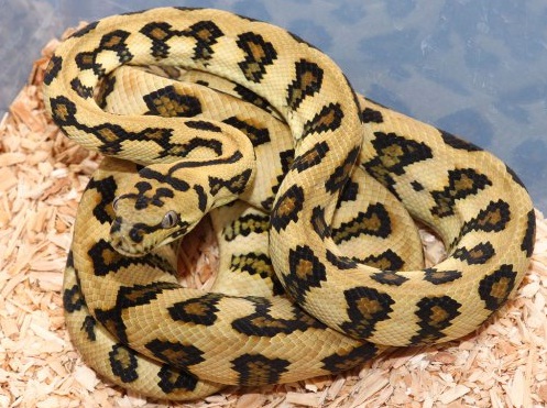 Morelia spilota DiamantJungleJaguar