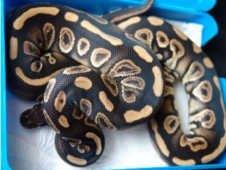 Python regius black pastel