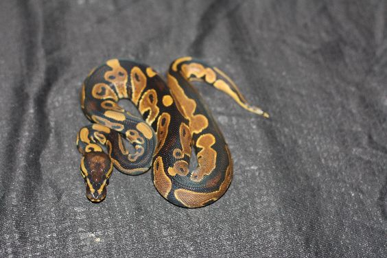 Python regius het piebald